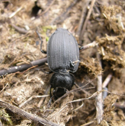 Carabide di 5 mm: Calathus sp.